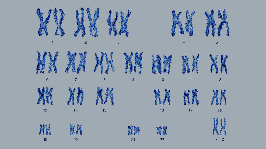chromosome chart