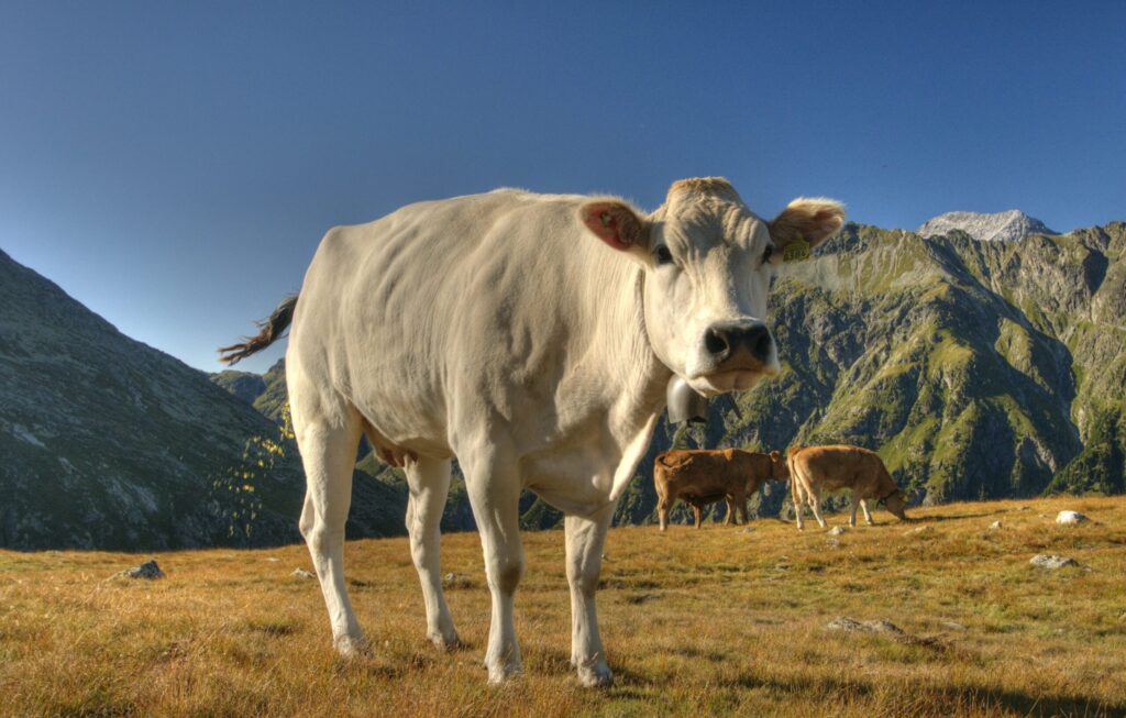 cattle in "A Trade of Blood" Book Review